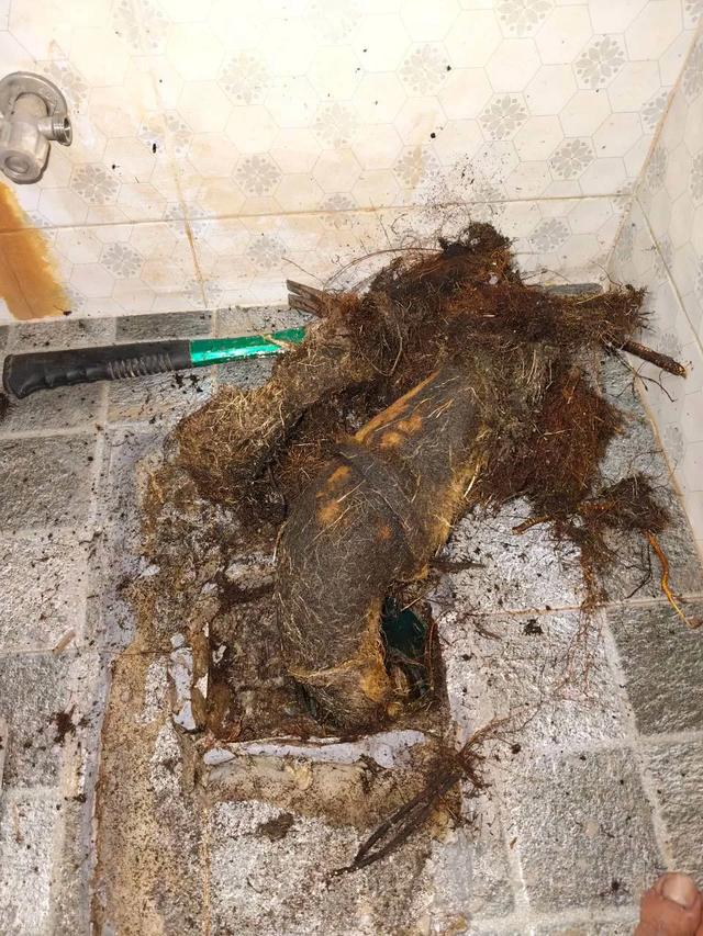 เศษผมและรากไม้ที่ทำให้พื้นห้องน้ำอุดตัน — ดูดส้วมท่อตันนครศรีธรรมราช